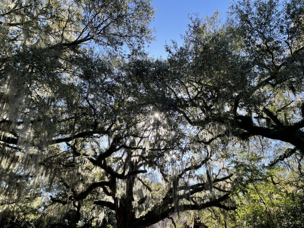 Spanish Moss by Tim Hayes 